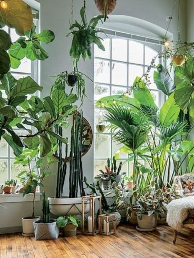 “5 Houseplants with Stunning Foliage for Artificial Light Areas” – Focusing on plants with visually striking leaves that grow well in artificial light, perfect for interior decoration.