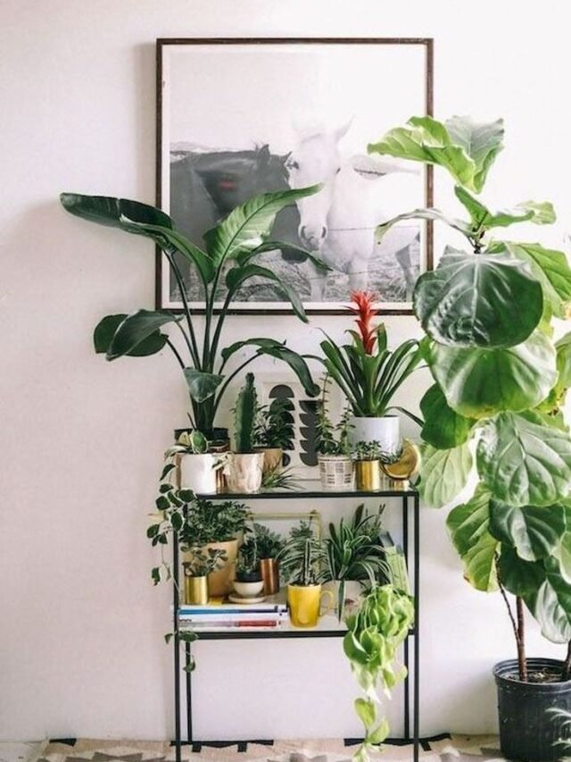 “The Ultimate Guide to Artificial Lighting for Indoor Plants” – Providing in-depth information on how to choose and use artificial lighting effectively for various types of houseplants.