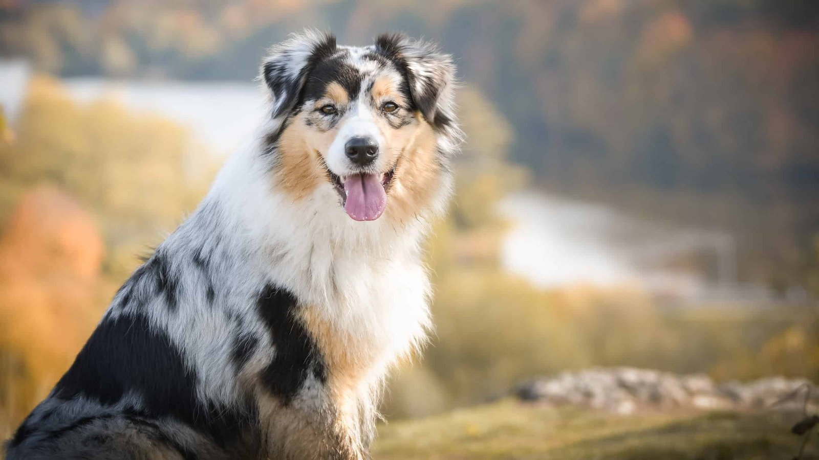 8 Best Dog Breeds For Families To Adopt 